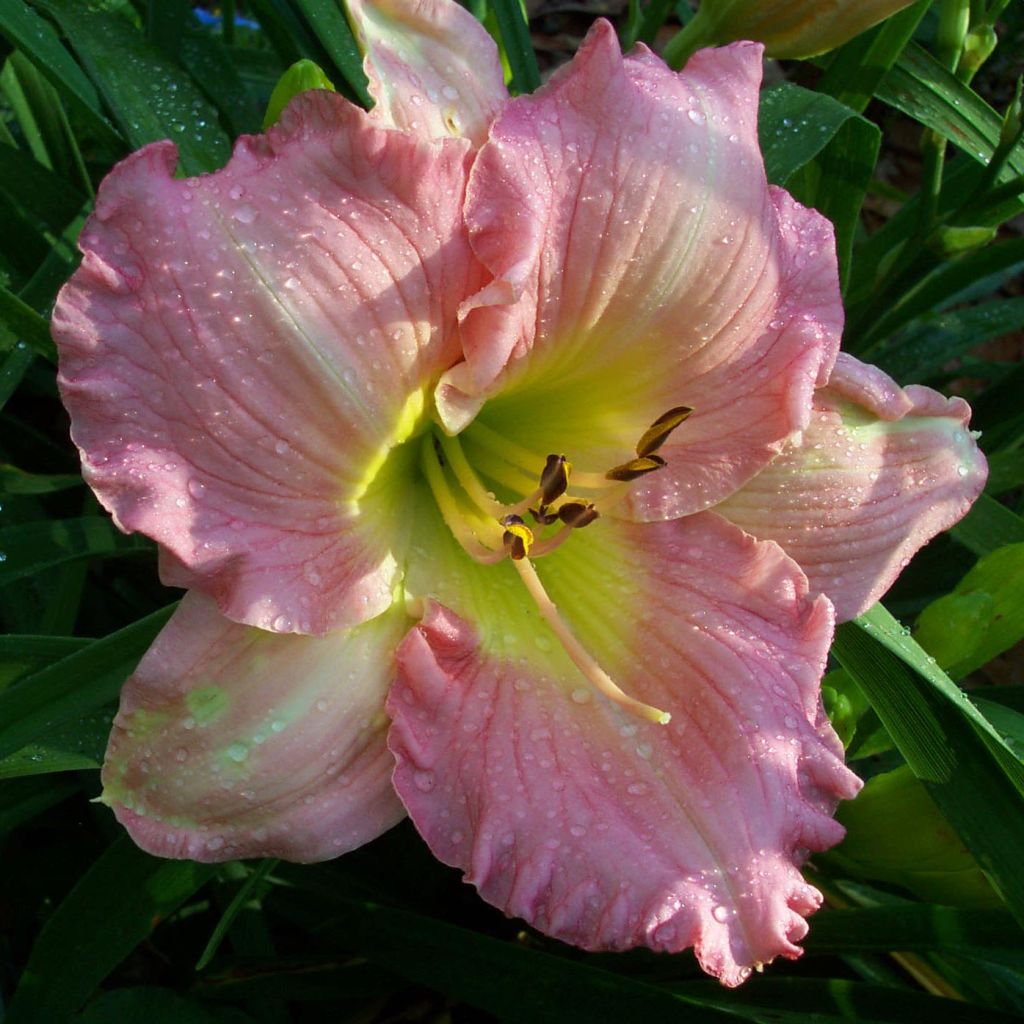 Hemerocallis Pink Flirt - Daylily