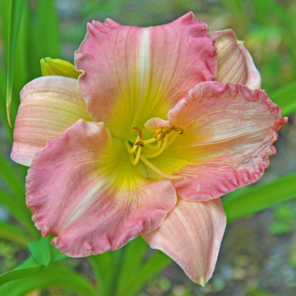 Hemerocallis Pink Flirt - Daylily