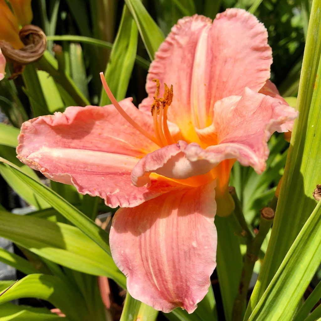 Hemerocallis Poogie - Daylily