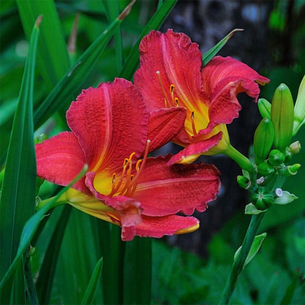 Hemerocallis Red Rum - Daylily