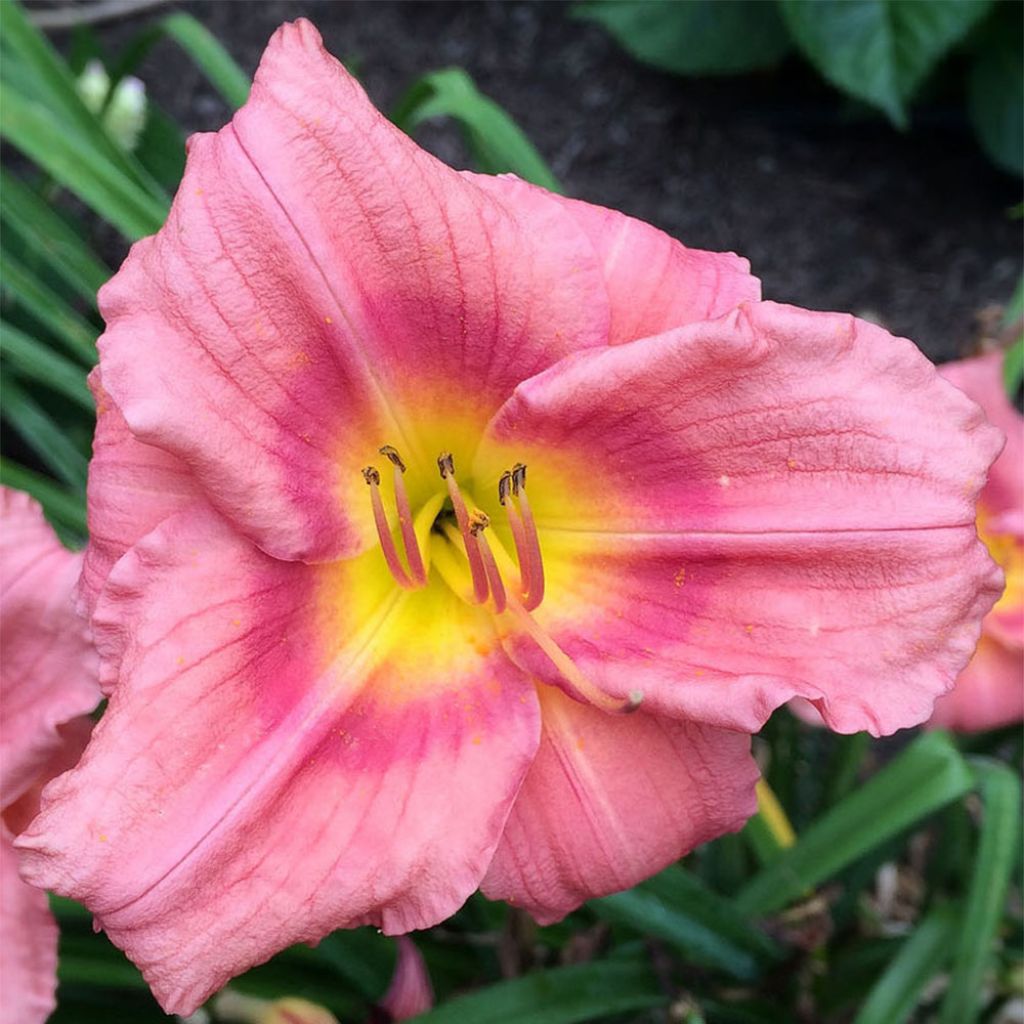 Hemerocallis Rosy Returns - Daylily