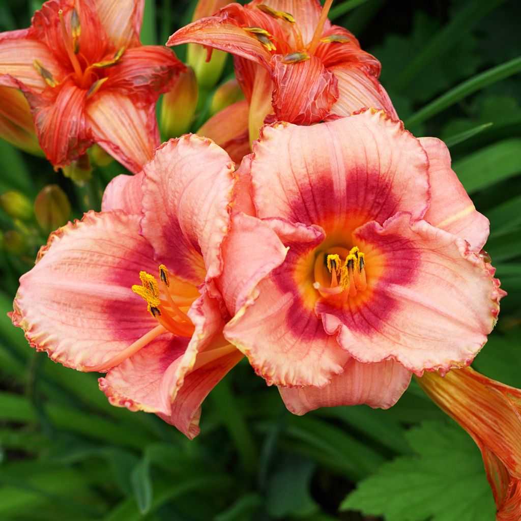 Hemerocallis Rosy Returns - Daylily