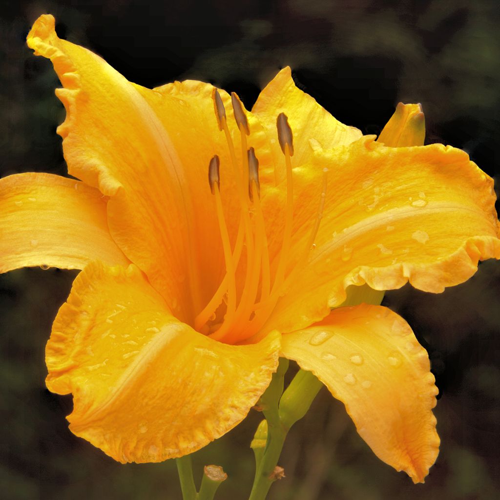 Hemerocallis Ruffled Apricot - Daylily