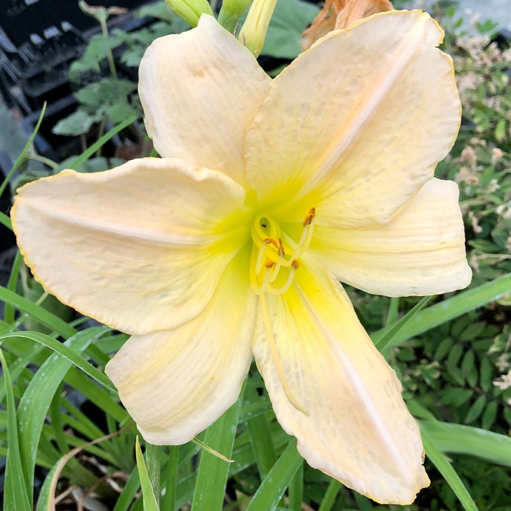 Hemerocallis Snowy Apparition - Daylily