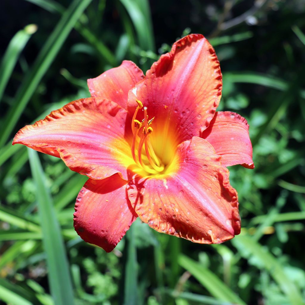 Hemerocallis South Seas - Daylily