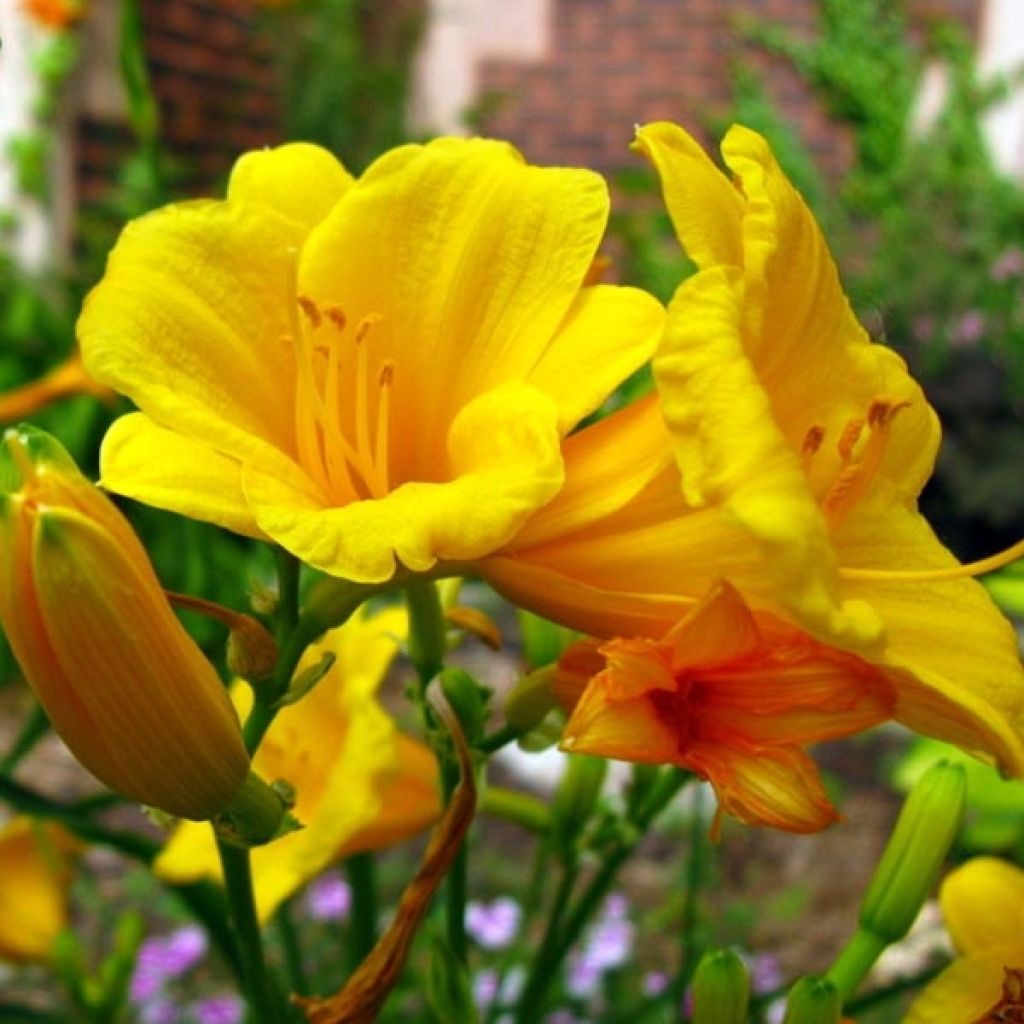 Hemerocallis Stella de Oro - Daylily