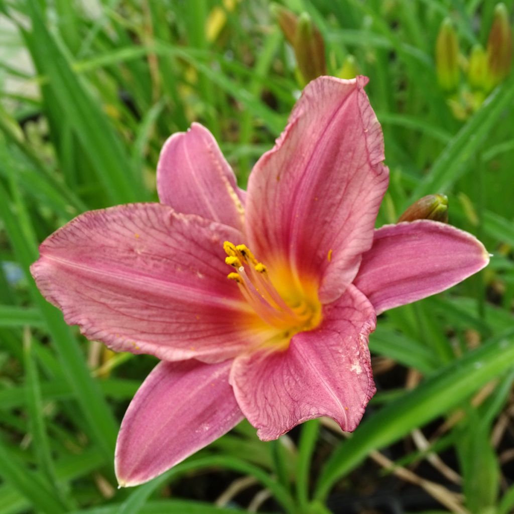 Hemerocallis Summer Wine - Daylily