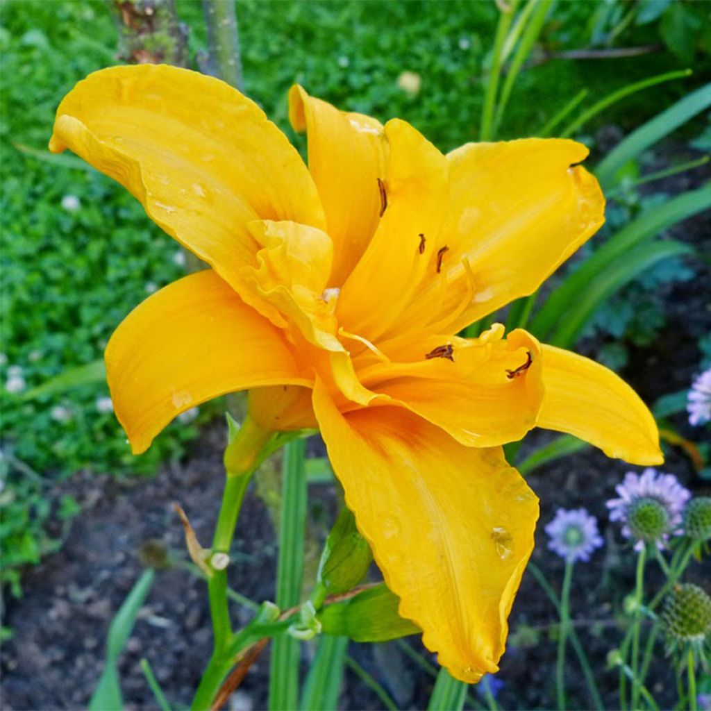 Hemerocallis Three Tears - Daylily