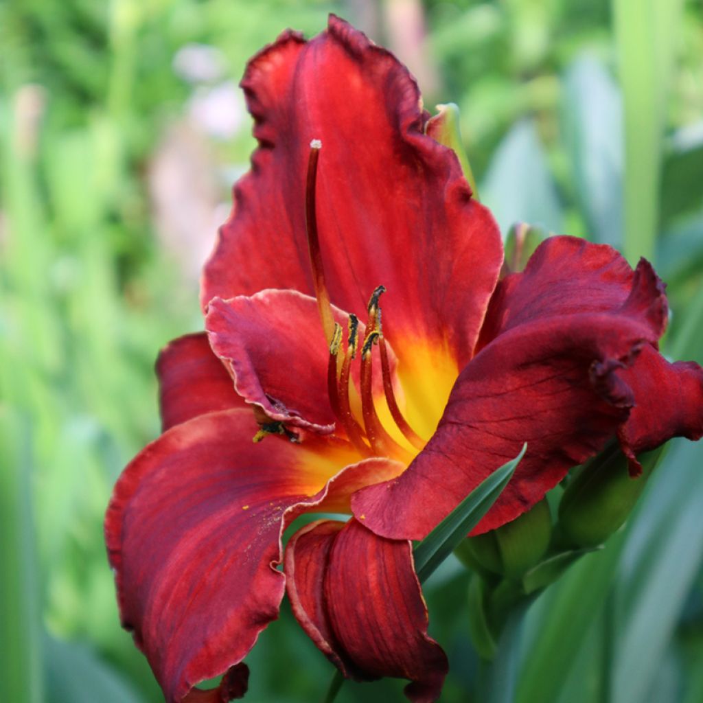 Hemerocallis Velvet Robe - Daylily