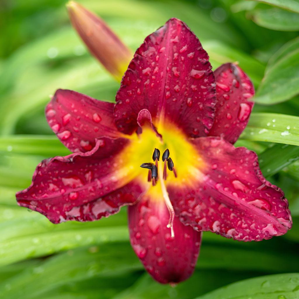 Hemerocallis Vintage Bordeaux - Daylily