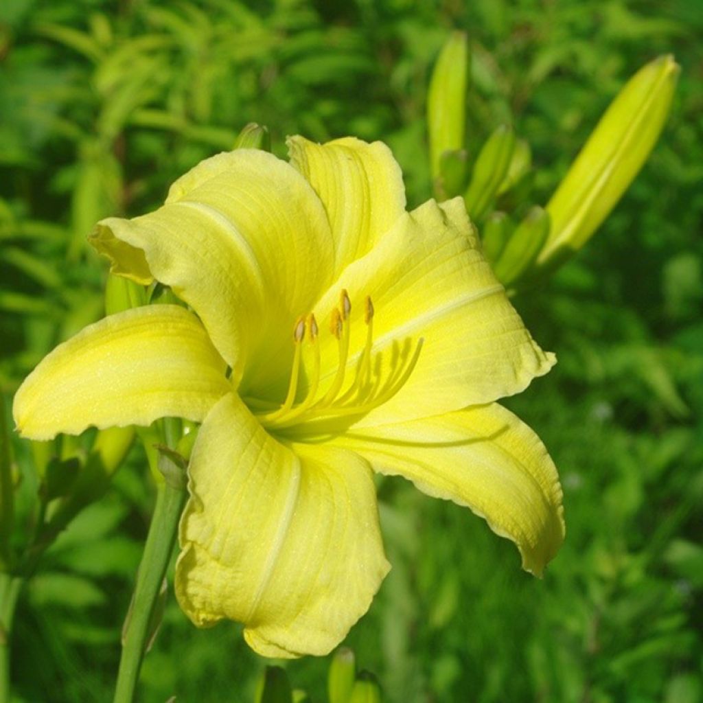 Hemerocallis citrina - Daylily