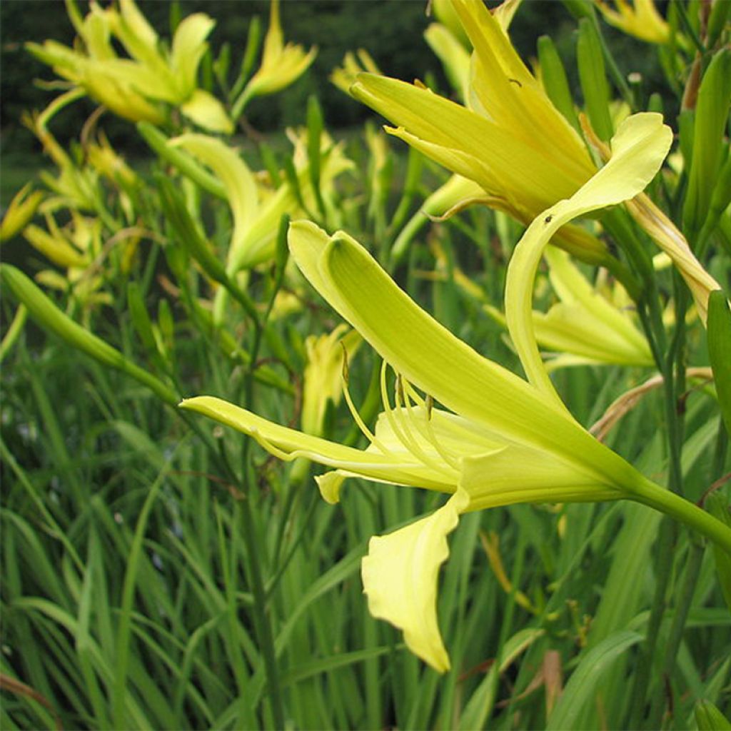 Hemerocallis citrina - Daylily