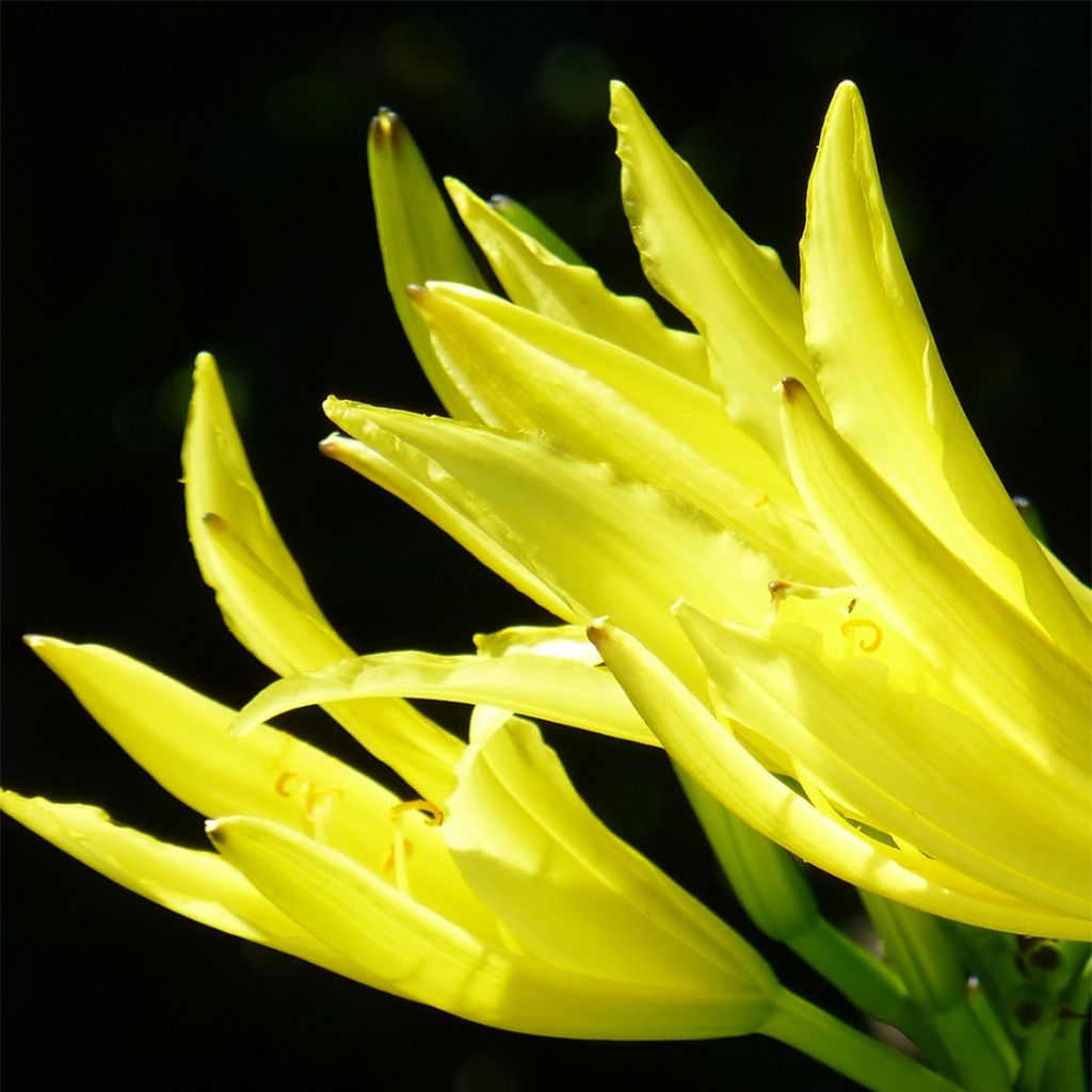 Hemerocallis citrina - Daylily