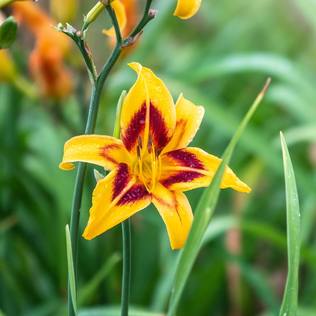 Hemerocallis Bonanza - Daylily