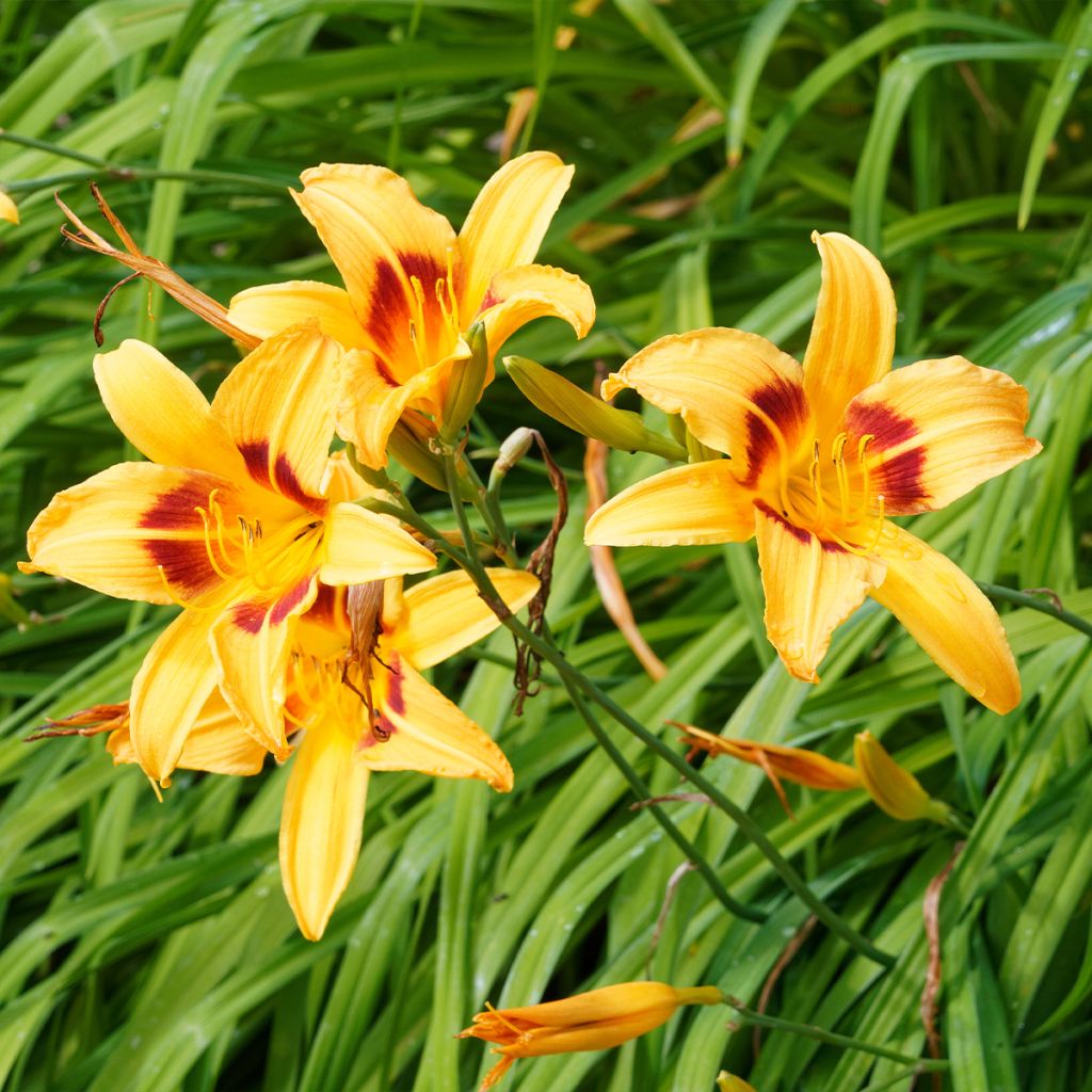 Hemerocallis Bonanza - Daylily
