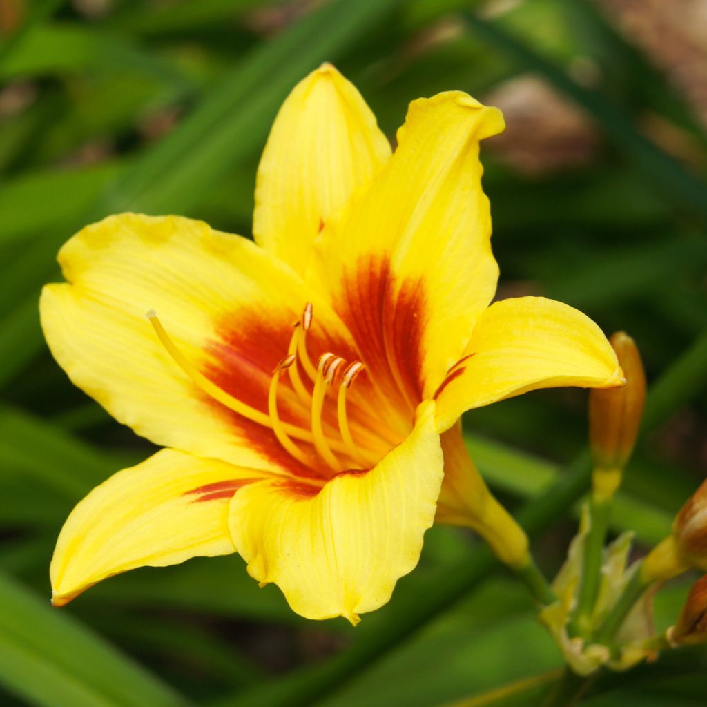 Hemerocallis Bonanza - Daylily