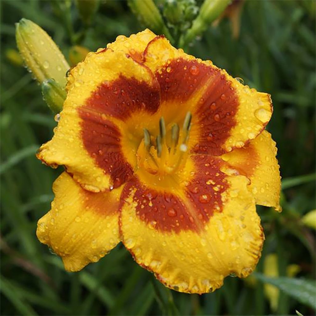 Hemerocallis Fooled Me - Daylily