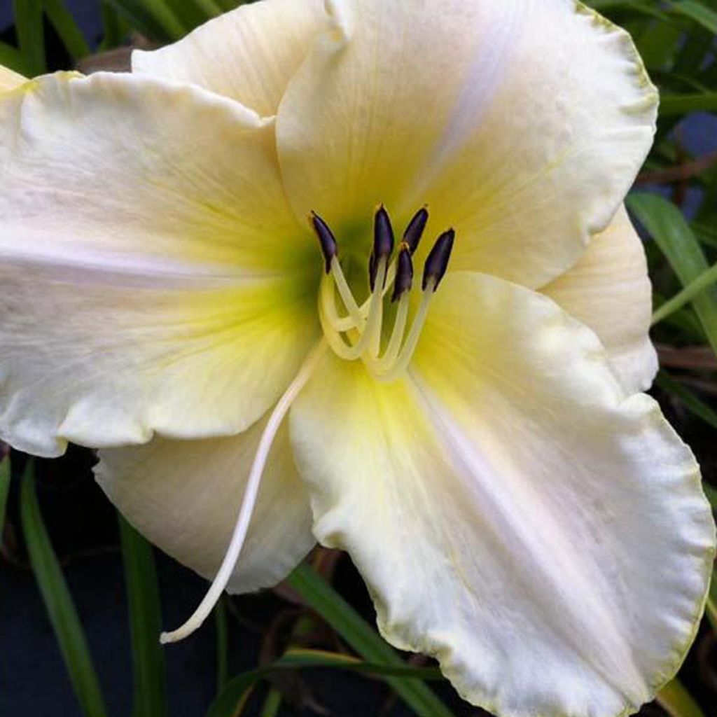 Hemerocallis Arctic Snow - Daylily
