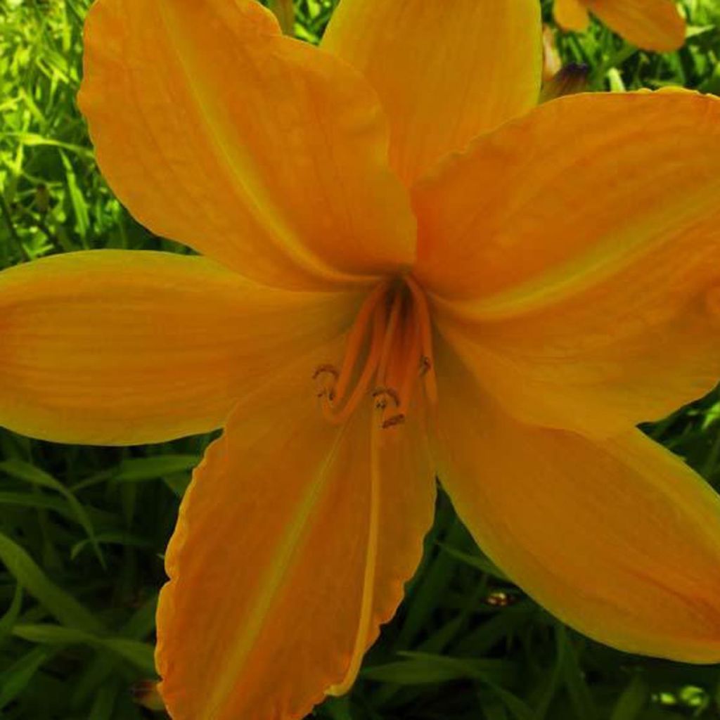 Hemerocallis Cartwheels - Daylily