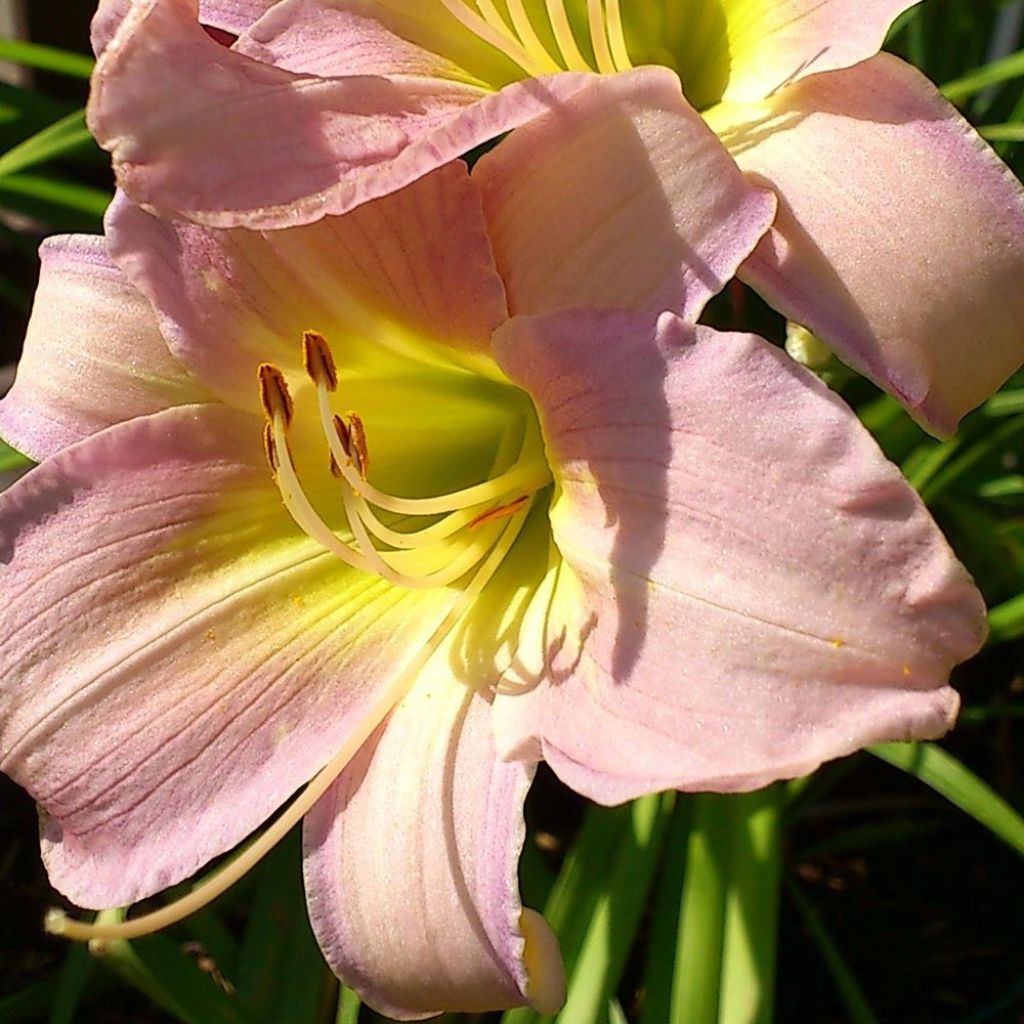 Hemerocallis Catherine Woodbury - Daylily