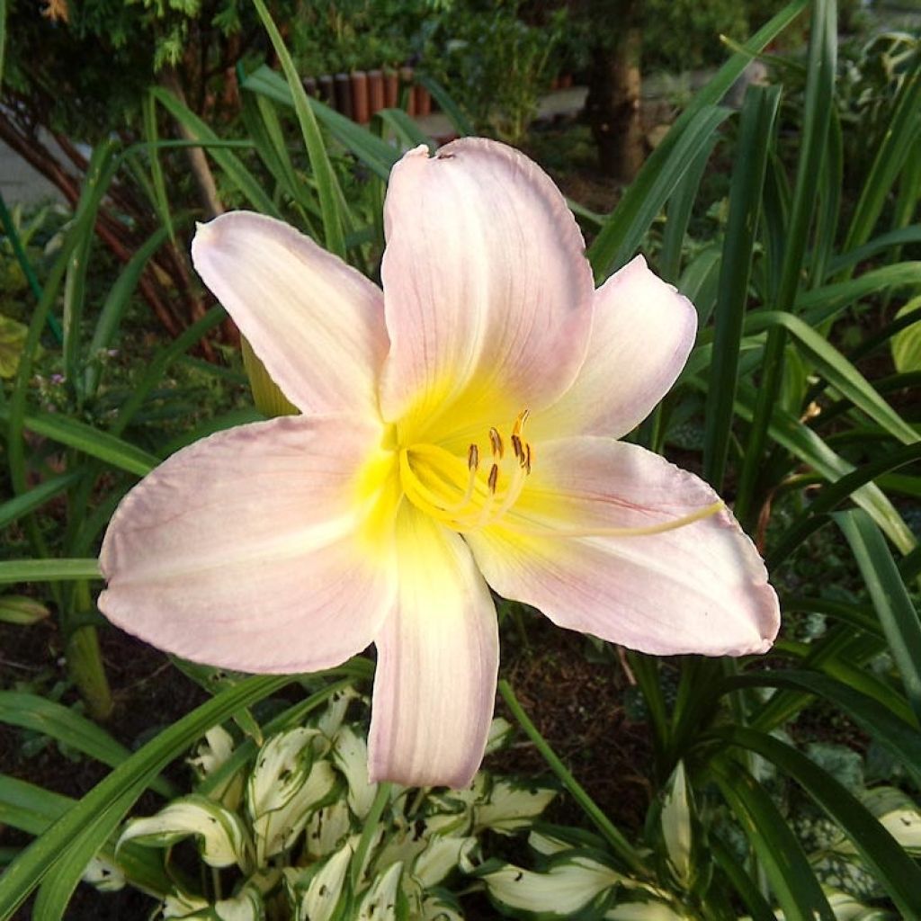 Hemerocallis Catherine Woodbury - Daylily
