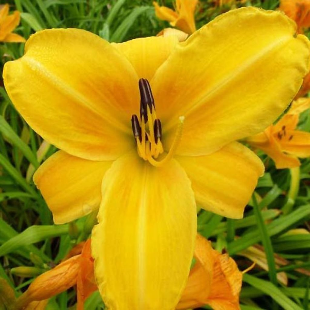 Hemerocallis Chicago Sunrise - Daylily