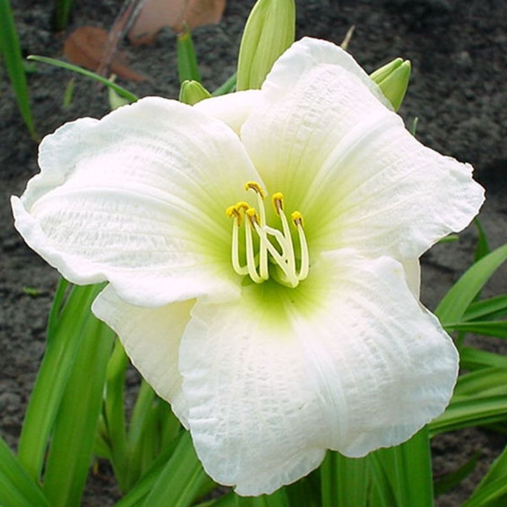 Hemerocallis Gentle Shepherd - Daylily