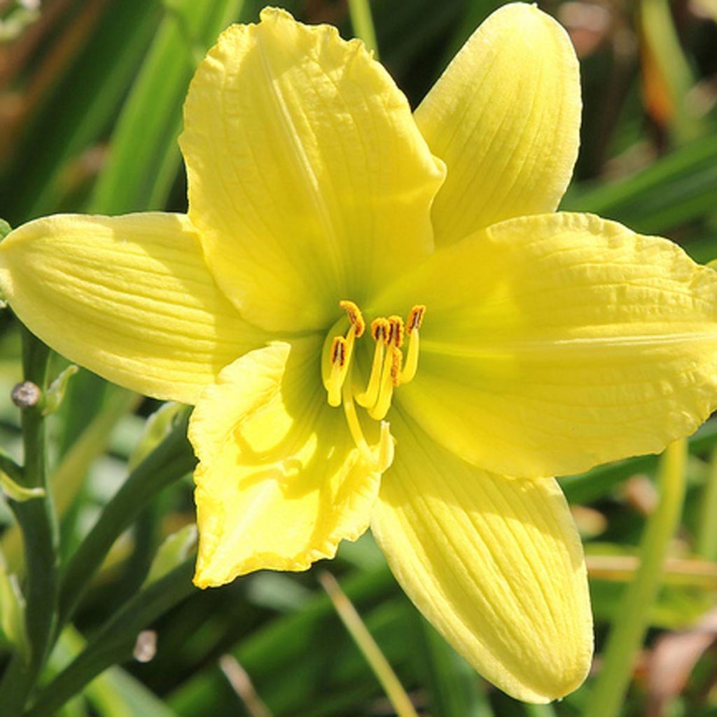 Hemerocallis Green Flutter - Daylily