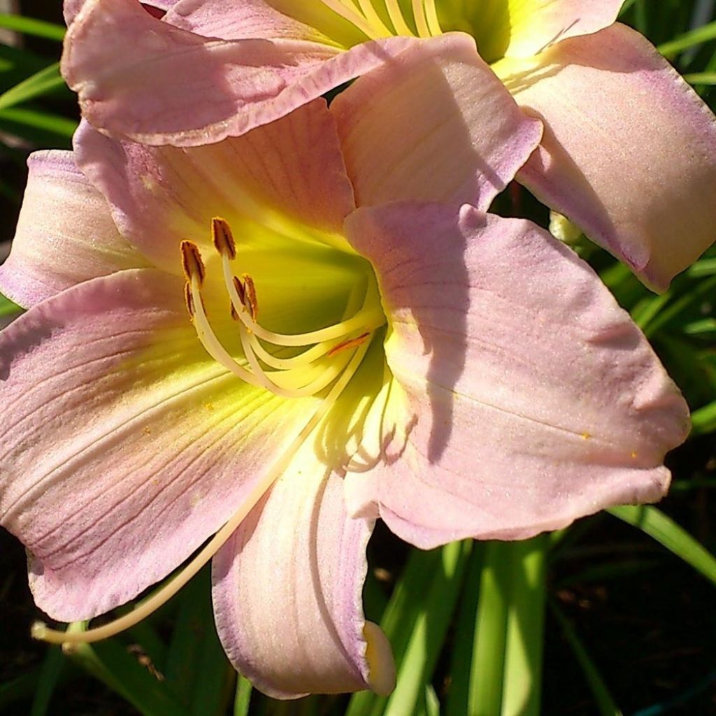 Hemerocallis Hazel Monette - Daylily