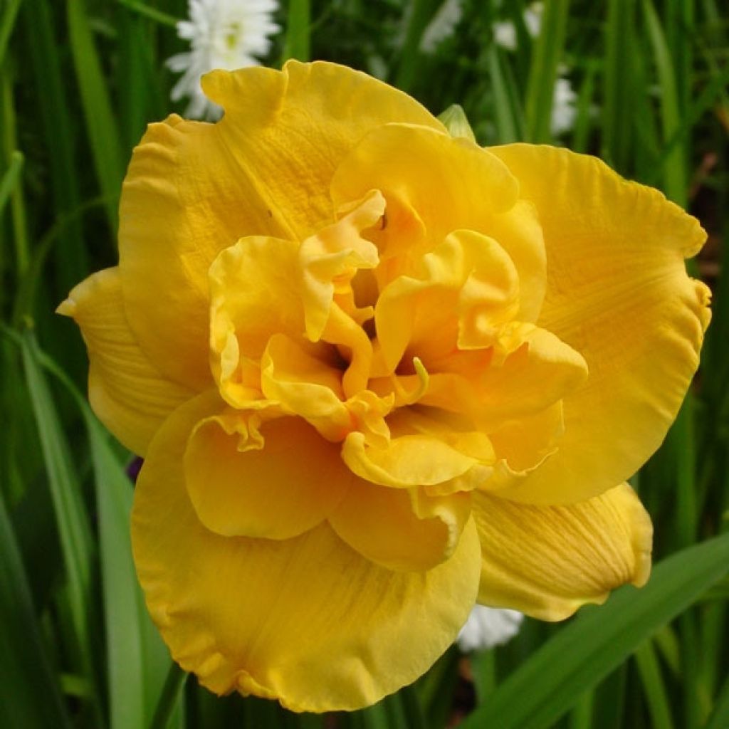 Hemerocallis Patricia Jojo - Daylily