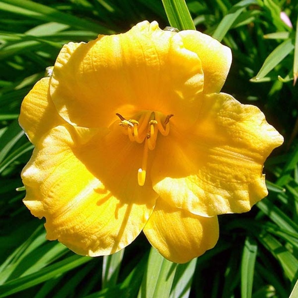 Hemerocallis Stella de Oro - Daylily