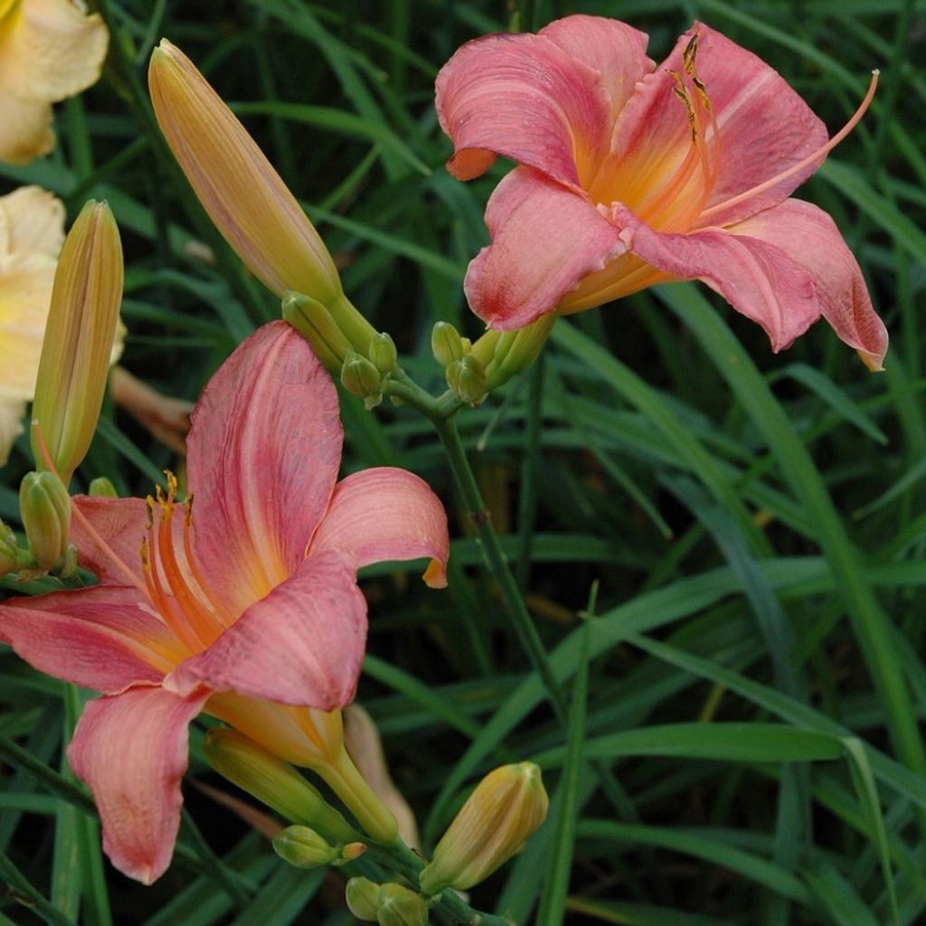 Hemerocallis Strawberry Swirl - Daylily