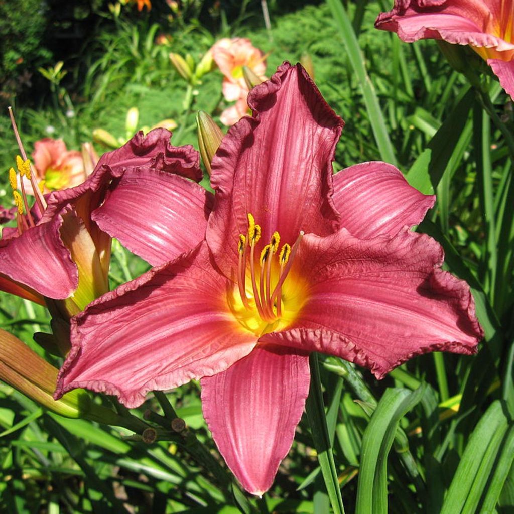 Hemerocallis Summer Wine - Daylily