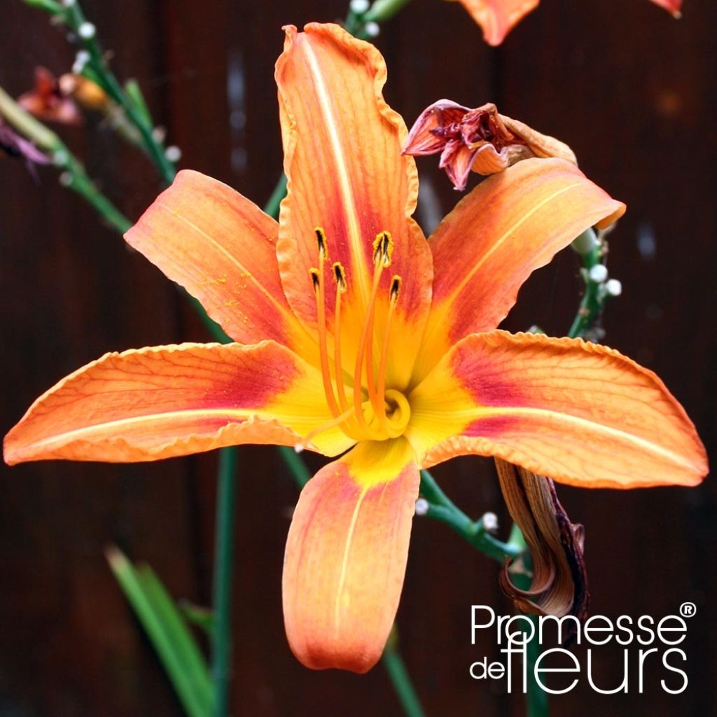 Hemerocallis fulva - Daylily