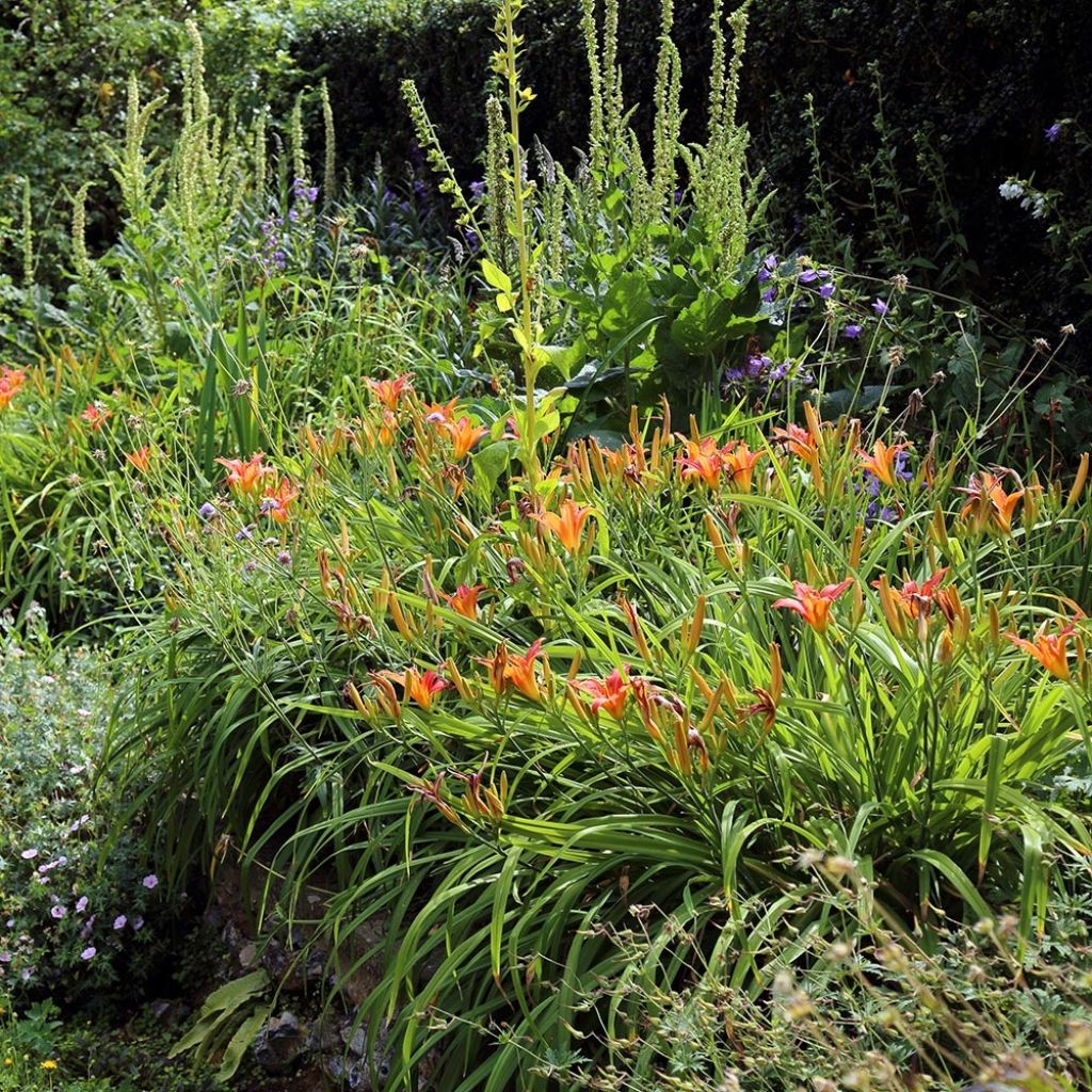 Hemerocallis fulva - Daylily