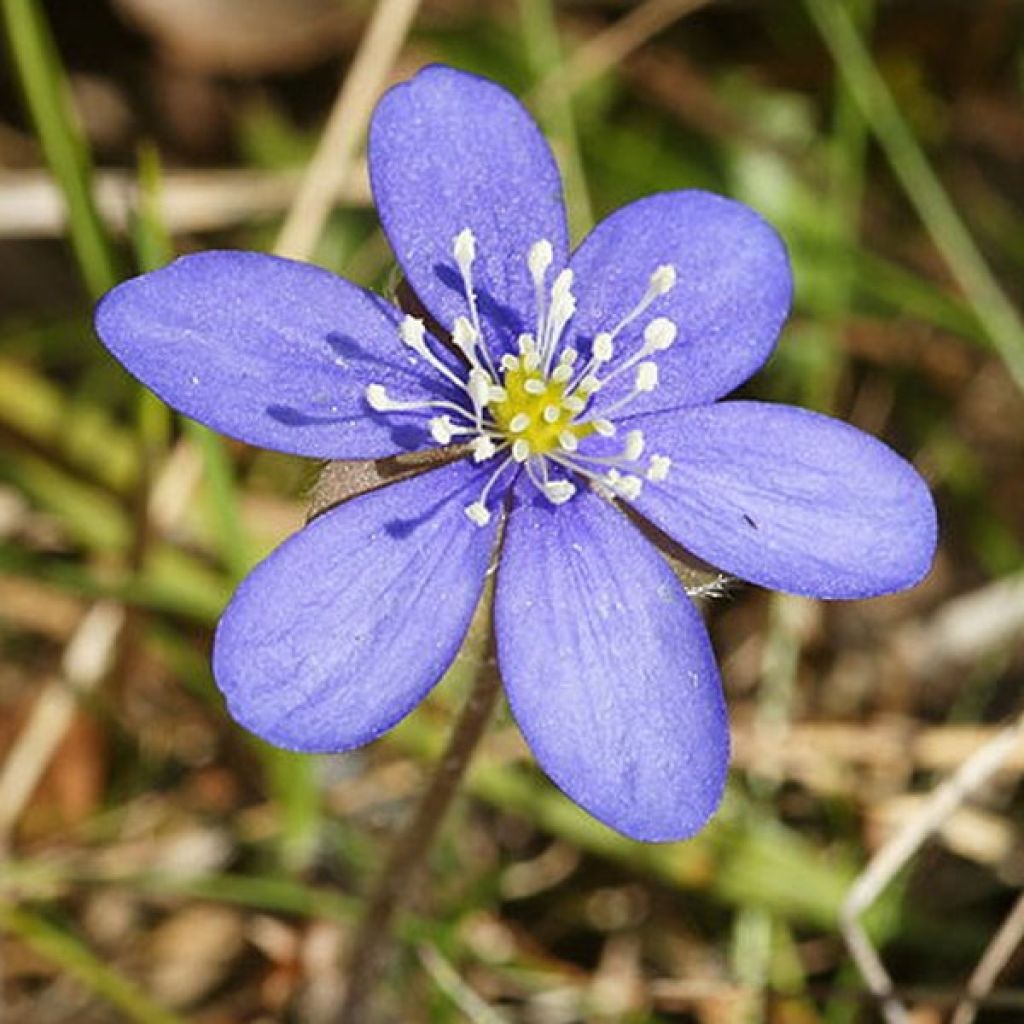 Hepatica nobilis