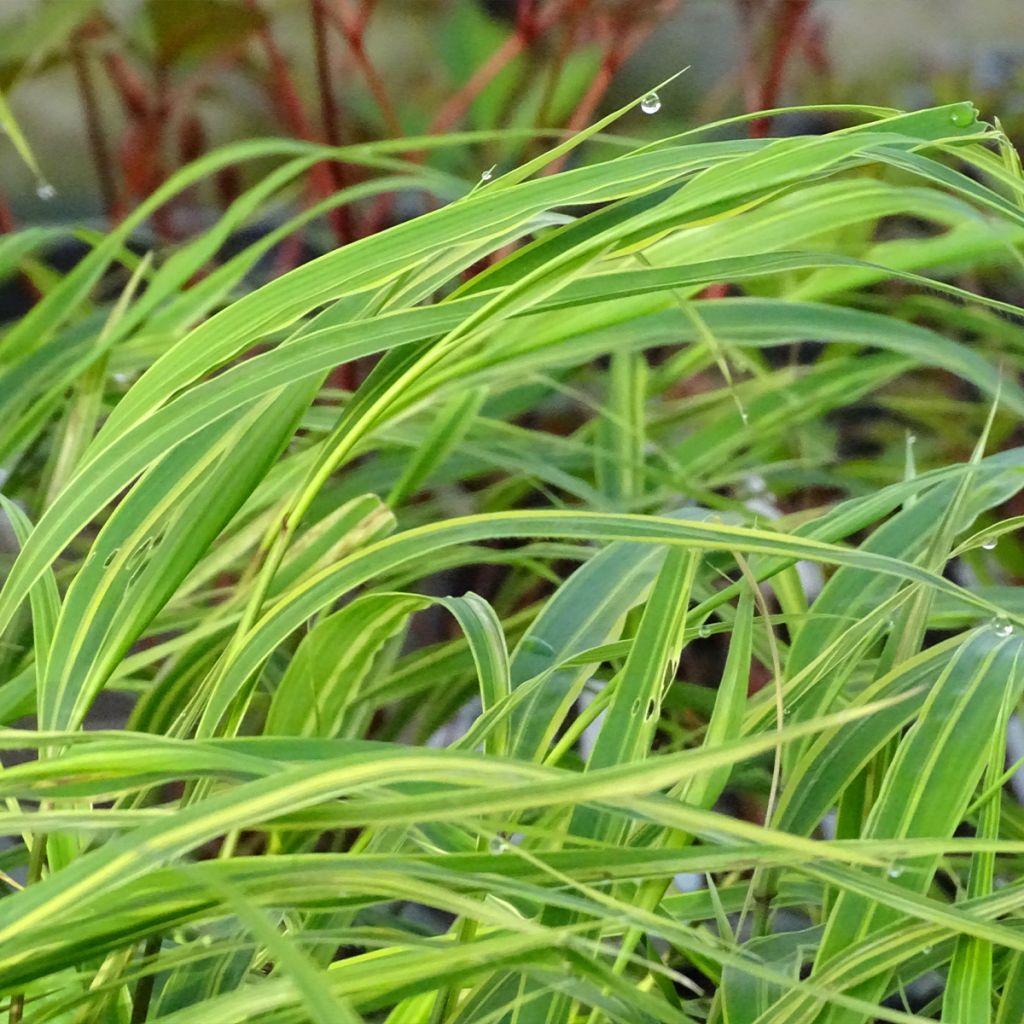 Hakonechloa macra Albostriata - Japanese Forest Grass