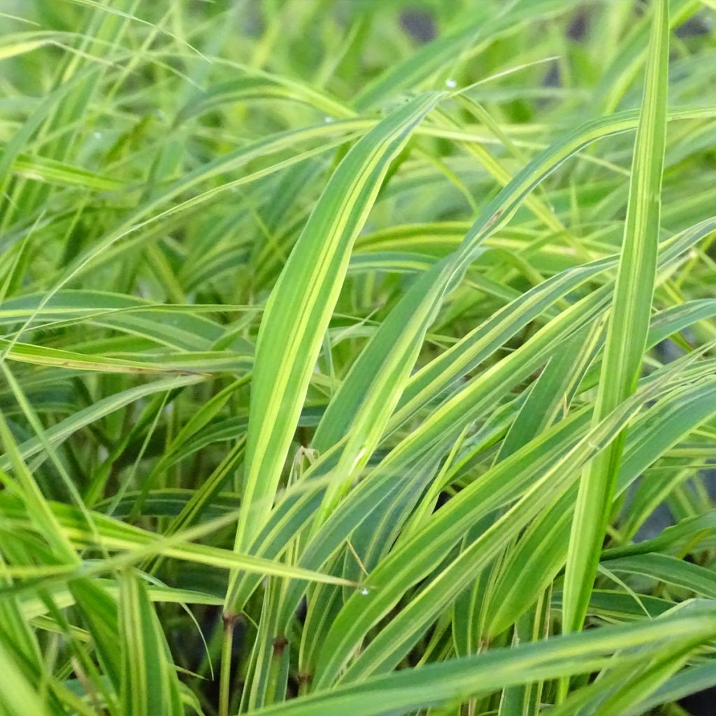 Hakonechloa macra Albostriata - Japanese Forest Grass