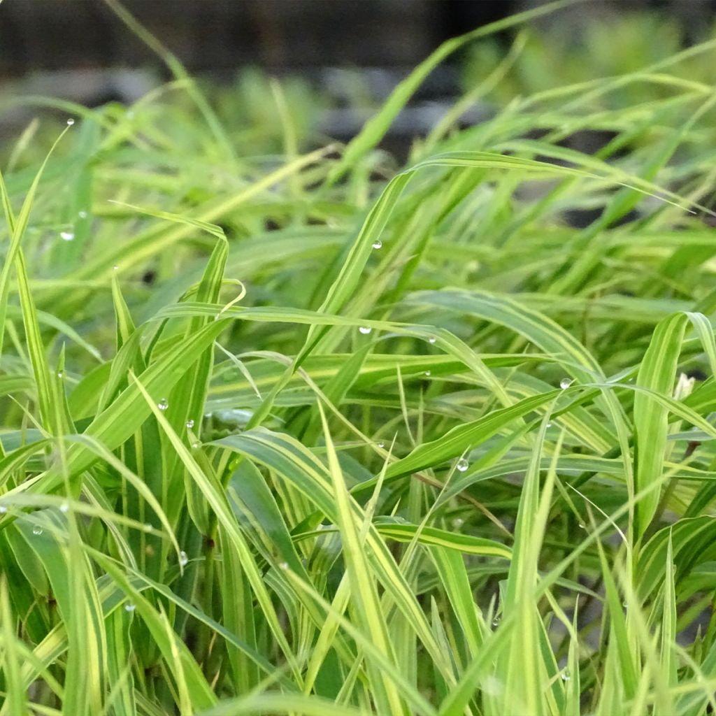 Hakonechloa macra Albostriata - Japanese Forest Grass
