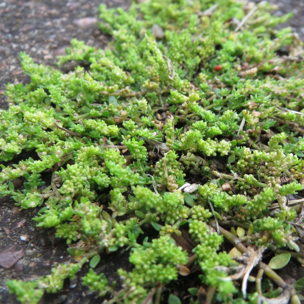 Herniaria glabra