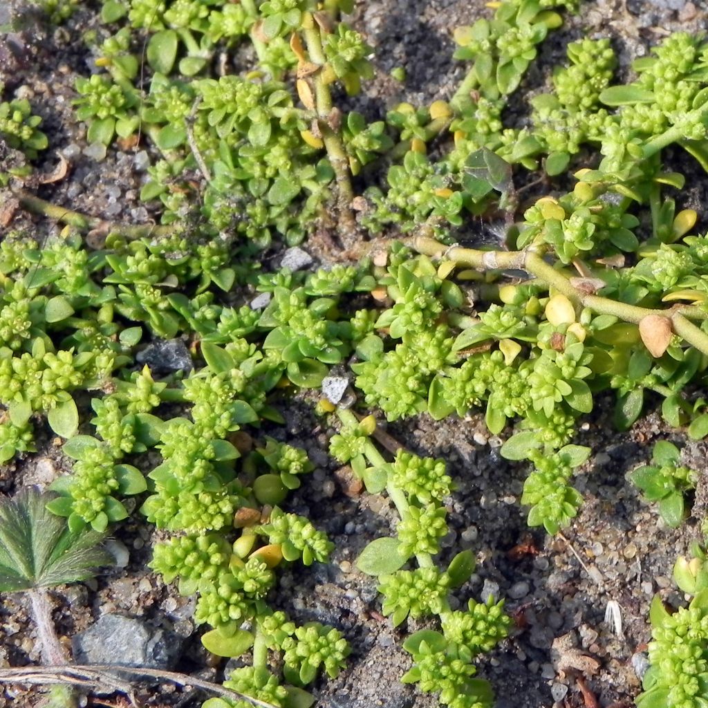 Herniaria glabra