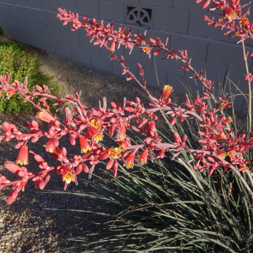 Hesperaloe parviflora Arizona Sunrise - Red yucca