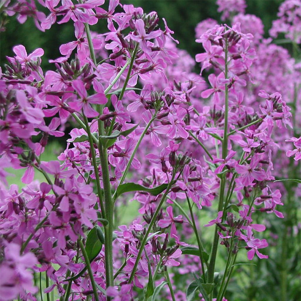 Hesperis matronalis