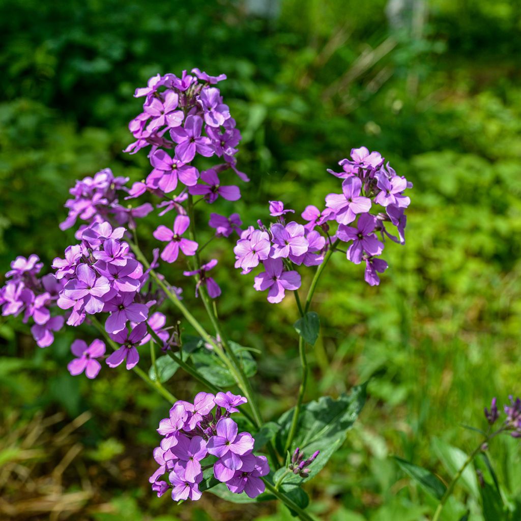 Hesperis matronalis