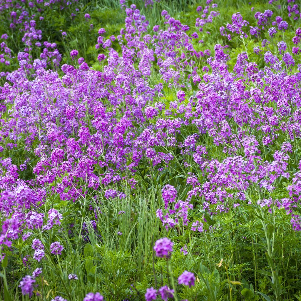 Hesperis matronalis