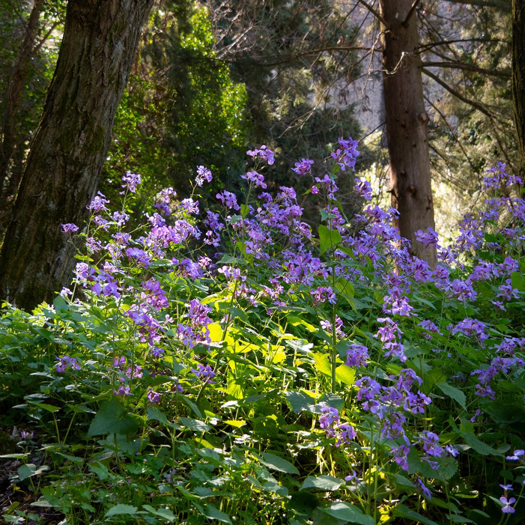 Hesperis matronalis