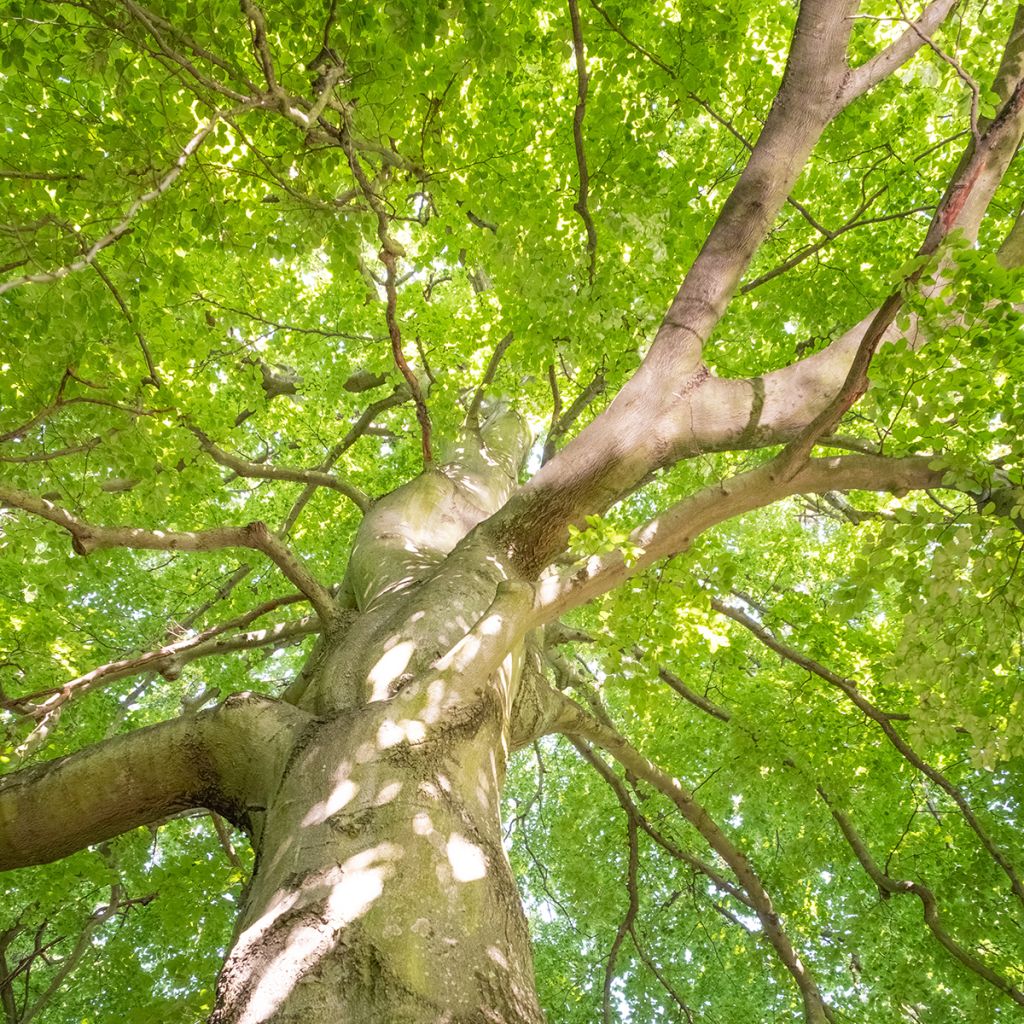 Fagus sylvatica - Beech