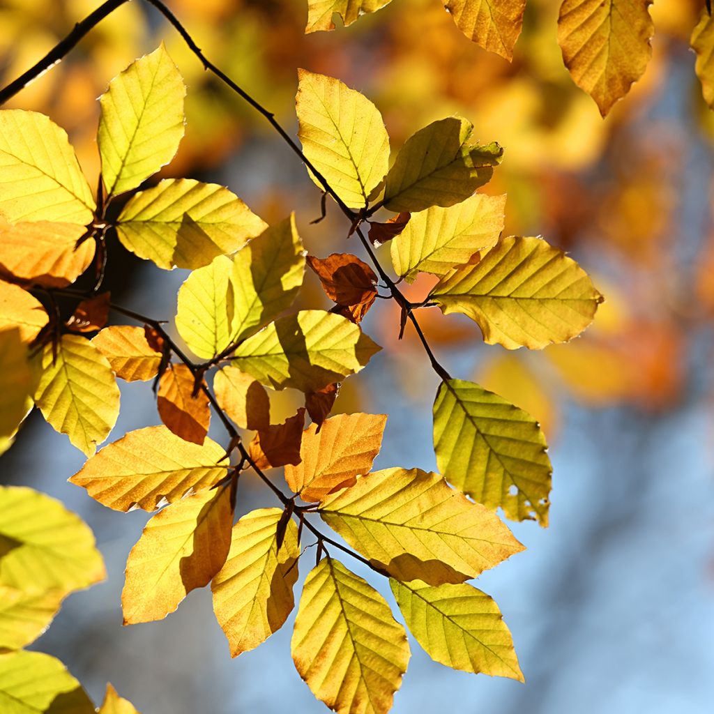 Fagus sylvatica - Beech