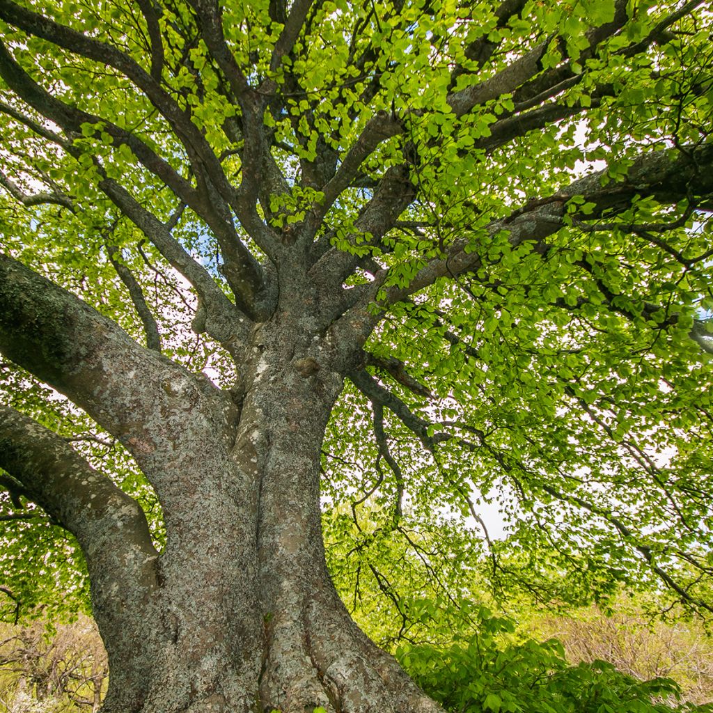 Fagus sylvatica - Beech