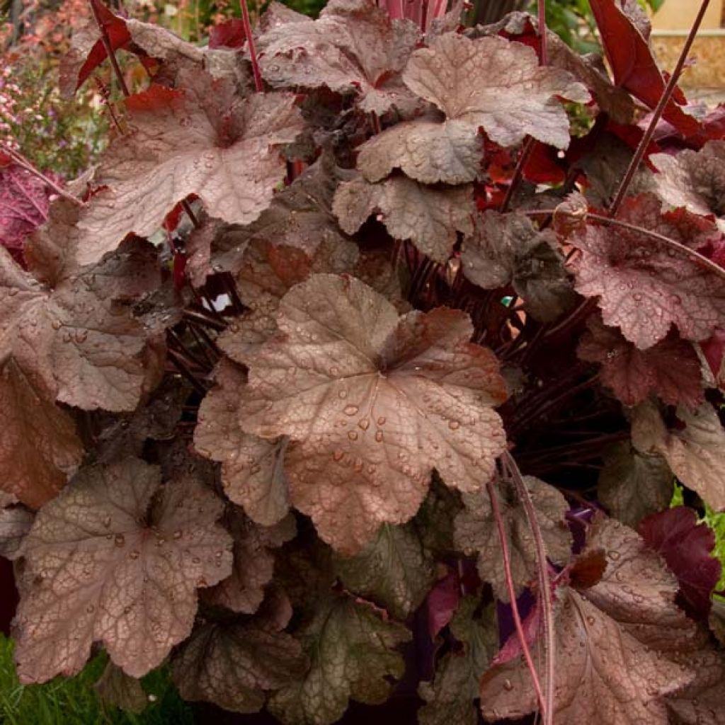 Heuchera Beaujolais